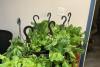 At 105 degrees in New Jersey, a gardener saved hanging-basket lettuce with one basement move