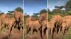 Kenya orphan elephant dubbed 'nanny by force' breaks up a jealous shove between toddlers