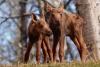 Just days old, Alaska moose calves stay close to mom and can gain 3 pounds a day