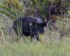 Arkansas clears path for warfarin feral hog bait, but it's not approved for use yet