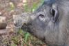 300-pound boar bursts into Florida home, charges deputies, and escapes after 45-minute standoff