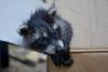 Kentucky nurse gives CPR to moonshine-soaked baby raccoon after fermented peach binge