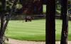 Black bear strolls through Mississippi neighborhood, wanders onto nearby golf course