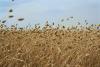 Novel ingredient alpiste stirs interest from Canadian baking and food industry