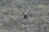 Teeth bared in Greece's bear-human showdown