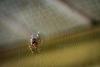 Kansas family shared home with 2,055 brown recluse spiders, and no one was bitten