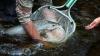 Maine is exploring a path that could bring back Atlantic salmon fishing