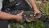 Missouri fisherman spots 'Longview Lou,' then helps rangers capture alligator at Longview Lake
