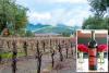 California inks nefarious deal with Canadians to save wine industry from brink of collapse
