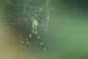 Tennessee hikers asked to track invasive Joro spiders as eye-level webs spread in the Smokies