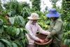 Coffee Trader Seeks to Shield More Vietnam Growers With its Specialty Weather Cover