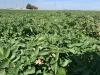 Potato Acres In Idaho Drop As Industry Looks For Balance