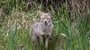 Spike in Vancouver coyote aggression due to human habituation, study finds