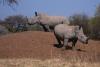 South African court’s dismissal of appeal against rhino horn exports may test Canadian ban