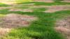 How to keep your lawn alive in a heatwave — 4 expert tips to help it survive