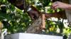 Mauritius’ new luxury hire: the conservation manager