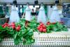 From Farm to Faucet: Water Safety in Agriculture and Food Processing