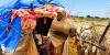 Clan conflict in Sool destroys family livelihoods and forces hundreds to flee