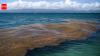 Space images have found a 5,000-mile seaweed belt across the Atlantic: Scientists say it can clog beaches and create public health problems