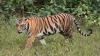 Cambodia wants to bring tigers back — here’s why many Cambodians don't want that