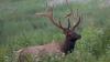 New rules impact Pennsylvania elk tag applicants for 155 licenses