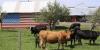 Trump Weaponizes “Lawfare” Portal To Protect Farmers/Ranchers From Radical Environmentalists
