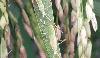 Brown spot remains top rice disease concern in Western Visayas 