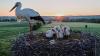 Solar railways and stork villages: Positive environmental stories from 2026