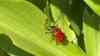 Invasive lily leaf beetle poses a challenge for Wisconsin gardeners