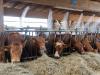 Swiss canton takes emergency measures to help farmers during drought