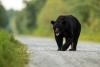 Why more West Virginians are seeing black bears this summer