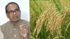 Agriculture Ministry Activates El Niño Monitoring and Contingency Plans for Kharif Season