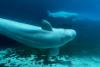 Marineland’s whales headed to U.S. after rescue plan approved