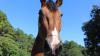 From Savannah to the World Cup: SPD horses join Atlanta security team