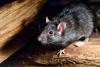 Wild rat in New Mexico tests positive for the plague after 4 confirmed cases in dogs