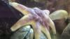 What to know about the sea stars of Hampton Beach and the Gulf of Maine