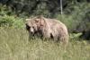 Teeth bared in Greece’s bear-human showdown