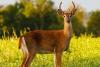 New York Deer Hunters Need To Know New Rules