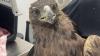 Wildlife center gets special patient on July 4