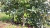 Kenya urges farmers to shift from maize to avocados, macadamia for higher incomes