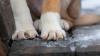 Who is the sad dog in viral video? How Marlins will help others like him