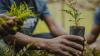 Rotary Club Plants 100 Trees in Jos to Combat Climate Change