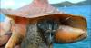 Environmental group sues to protect threatened queen conch