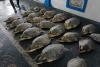Indonesia releases 21 rescued green sea turtles into Bali waters