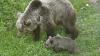 Bear Attacks Spark Debate Over Wildlife Regulation in Poland