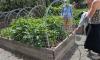 Gardening for a cause — why the community comes together each year to raise money for school gardens