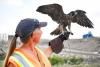 Winged waste management strategy employs falcons to drive off gulls