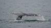 Experts warn 2026 could be one of the deadliest years on record for whales on the West Coast