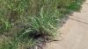 Broome community asked to lookout for invasive weed gamba grass