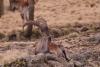Ethiopia’s iconic Walia ibex is critically endangered once again